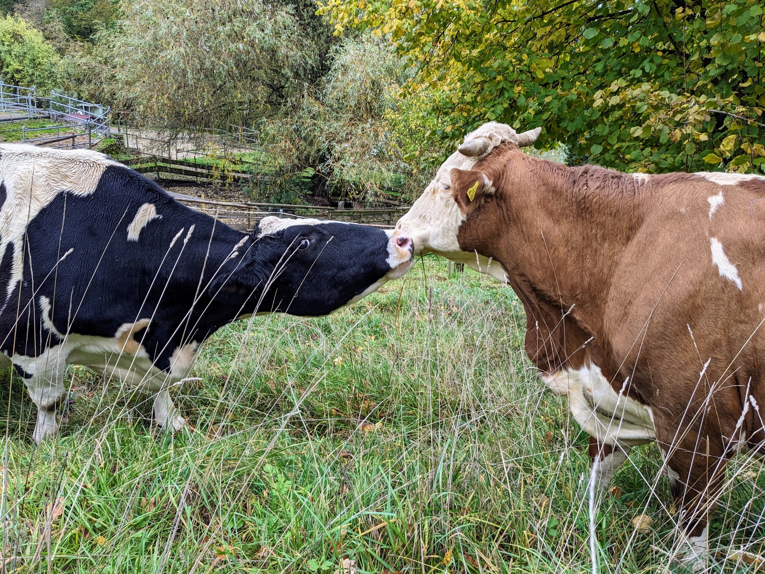 Mach es gut Schnuckel Aktuelles Tierhilfeverein Kellerranch e.V.