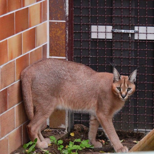 Wildtier_Karla_Karakal Tierhilfeverein Kellerranch e.V.