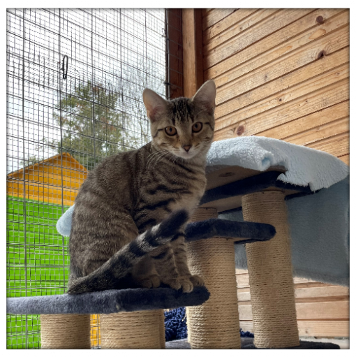 katze-oriella-tierhilfeverein-kellerranch-e-v