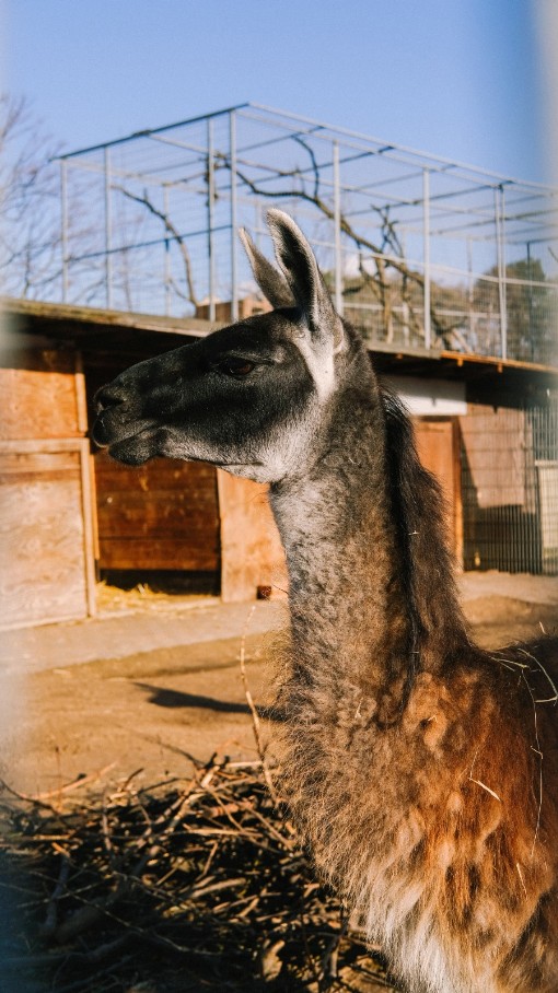 wildtier-lama-jana-tierhilfeverein-kellerranch-e-v